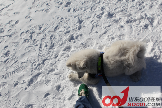 x5ax ��ѩ�Ŷ�������ݮ�Ŷ��壬�Ž����������156.png