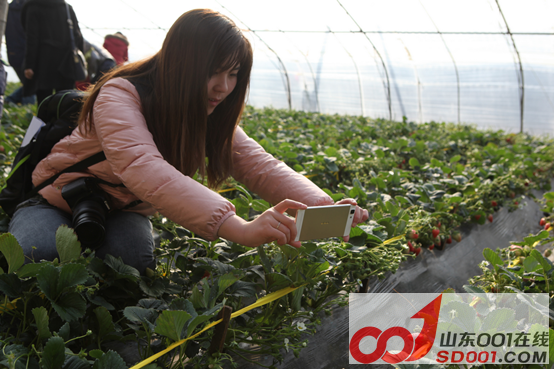 x5ax ��ѩ�Ŷ�������ݮ�Ŷ��壬�Ž����������911.png