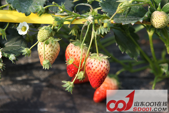 x5ax ��ѩ�Ŷ�������ݮ�Ŷ��壬�Ž����������913.png