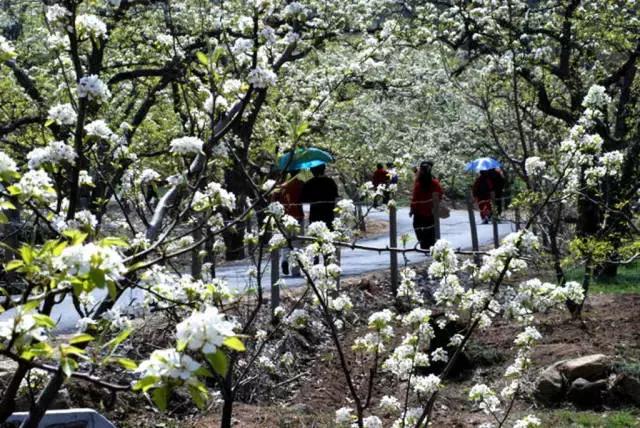 ����ɽ���Ρ�����İ�ɽ Ϊ������7������������·��-7.jpg